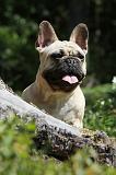BOULEDOGUE FRANCAIS 076